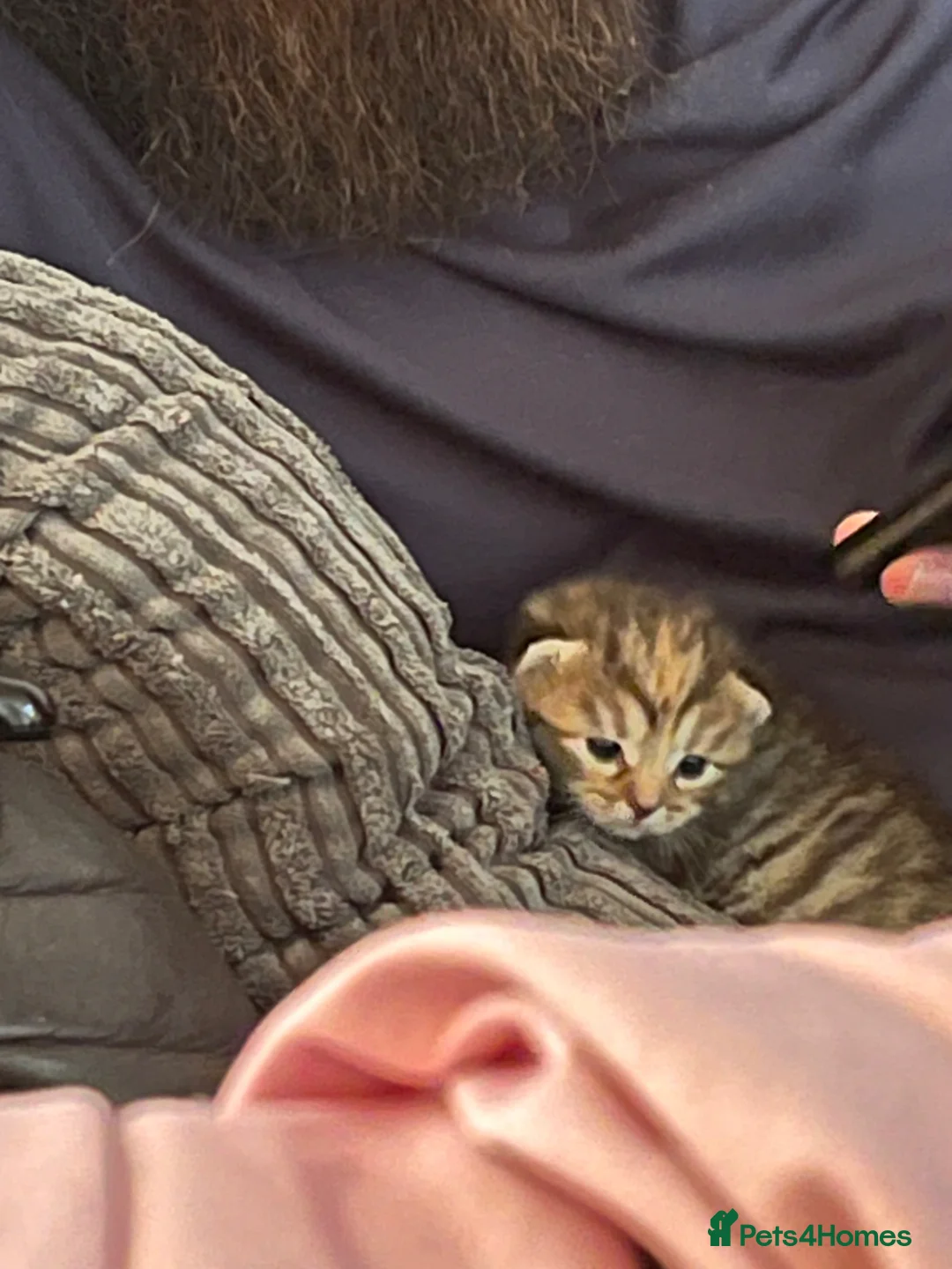 Mixed Breed cats for sale: 6 beautiful kittens available  - Advert 2