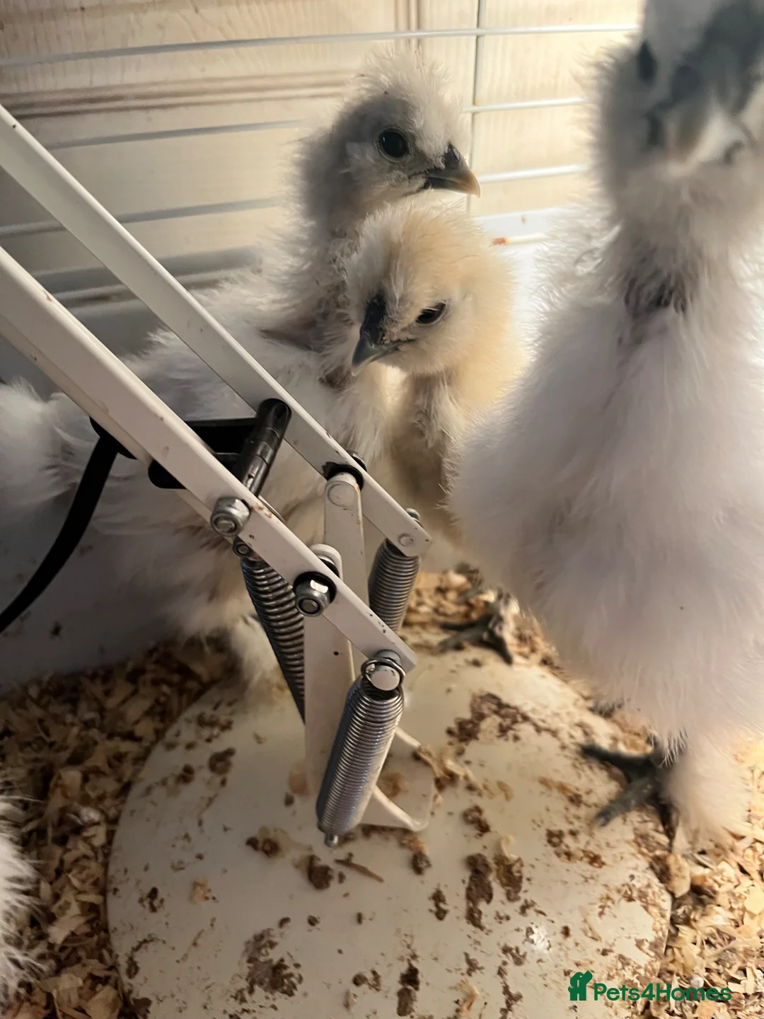 Chickens poultry for sale: Silkie chicks 4-5 weeks old  in Abergavenny - Advert 1