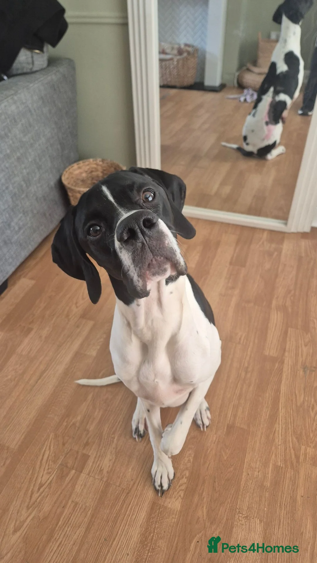 Pointer dogs for sale: English pointer  in Harlow - Advert 1