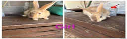 Mixed Breed rabbits for sale: 5 rabbits for sale in Telford - Advert 5