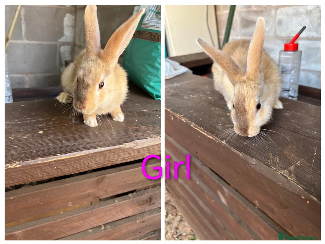 Mixed Breed rabbits for sale: 5 rabbits for sale in Telford - Advert 5