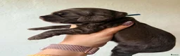 Cocker Spaniel dogs for sale: KC Reg, health tested Chocolate Puppies - Advert 9