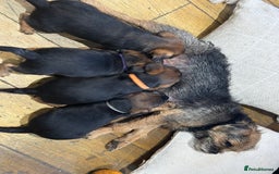 Border Terrier dogs for sale: Border terrier  - Image 11