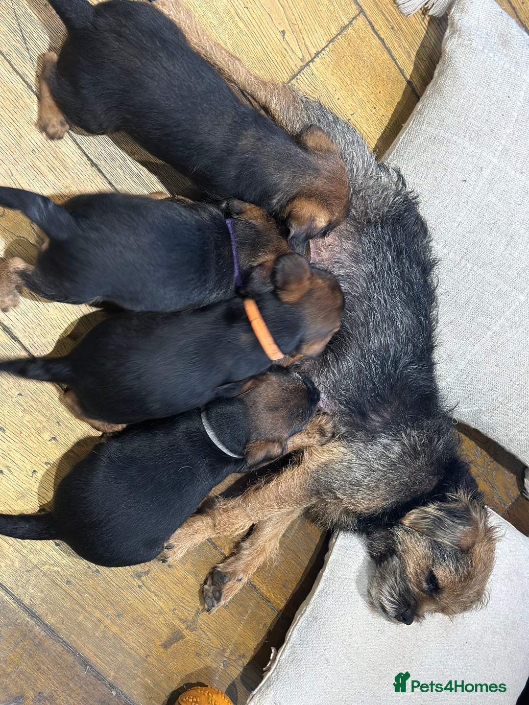 Border Terrier dogs for sale: Border terrier  - Image 11