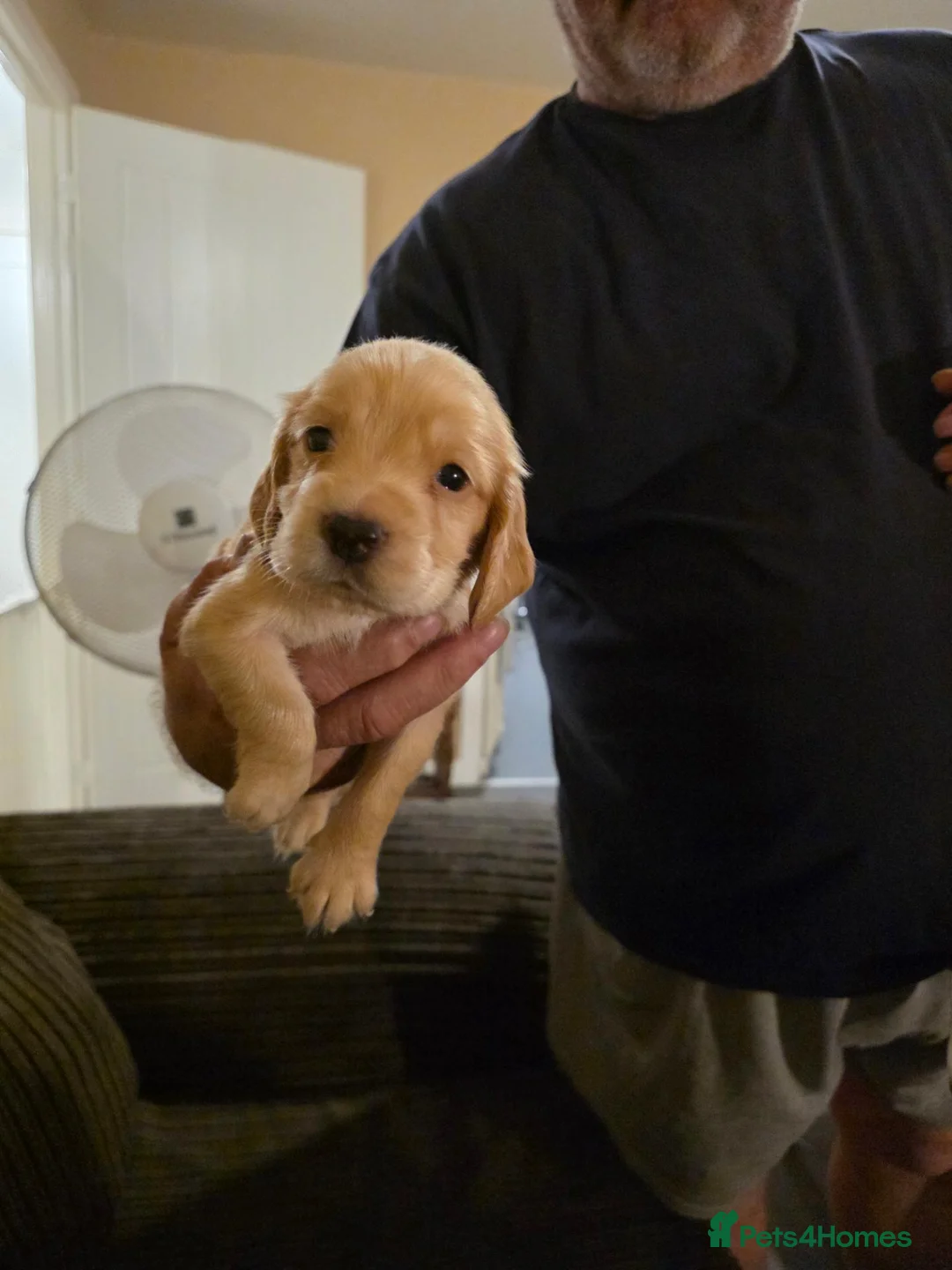 Cocker Spaniel dogs for sale: 4 beautiful cocker spaniel puppies - Advert 18