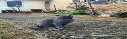 Scottish Fold cats for sale: ✨Kitten looking for forever home ✨ - Advert 5
