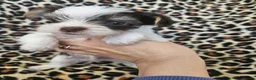 Yorkshire Terrier dogs for sale: 🩷 DNA tested parents 🩵 White Ocean Pearl litter - Advert 13