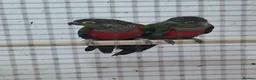 Conures birds for sale: Crimson bellied Conures in Buckie - Advert 3