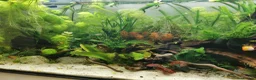 Other/Mixed Breed fish for sale: 240lt pro aquascape aquarium + fish - Advert 3