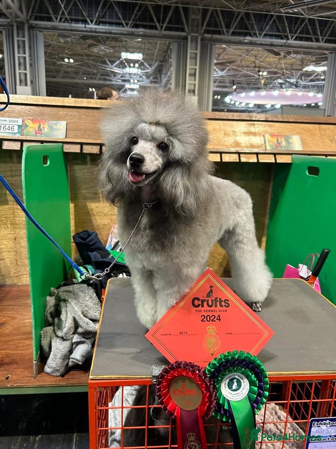 Miniature Poodle dogs for sale: OUTSTANDING SILVER MINI POODLES BEST IN 🇬🇧  - Advert 17