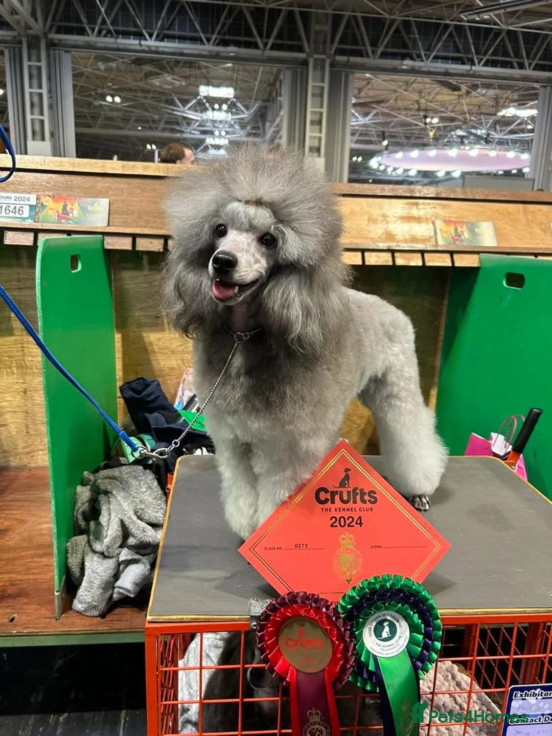 Miniature Poodle dogs for sale: OUTSTANDING SILVER MINI POODLES BEST IN 🇬🇧  - Advert 28