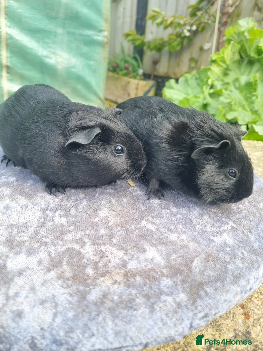 Guinea Pig rodents for sale: Two pairs of male guinea pigs  - Advert 1