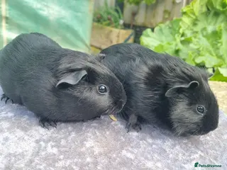 Guinea Pig rodents Two pairs of male guinea pigs - Advert 20