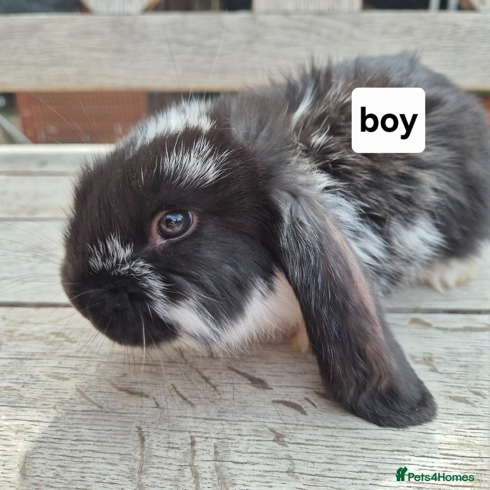 French Lop rabbits Beautiful Socialised French Lops - Advert 5