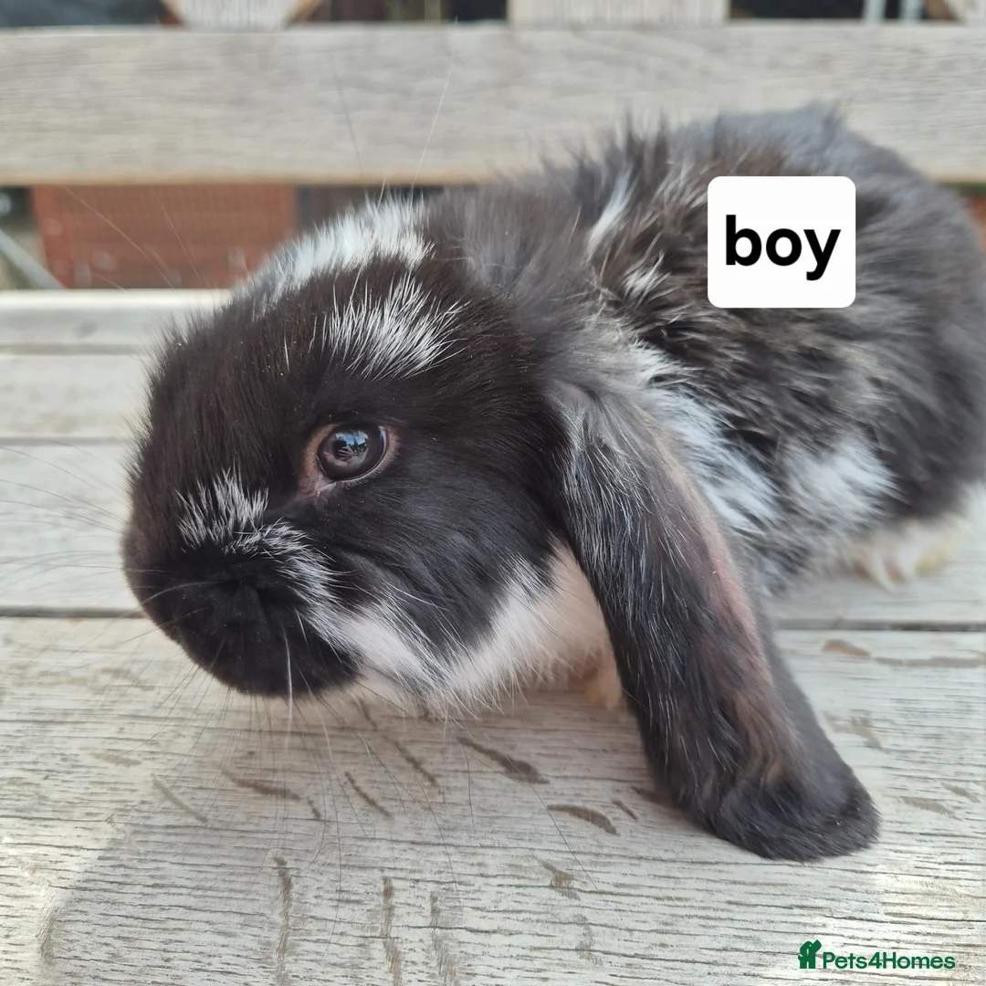 French Lop rabbits for sale: Beautiful Socialised French Lops - Advert 1