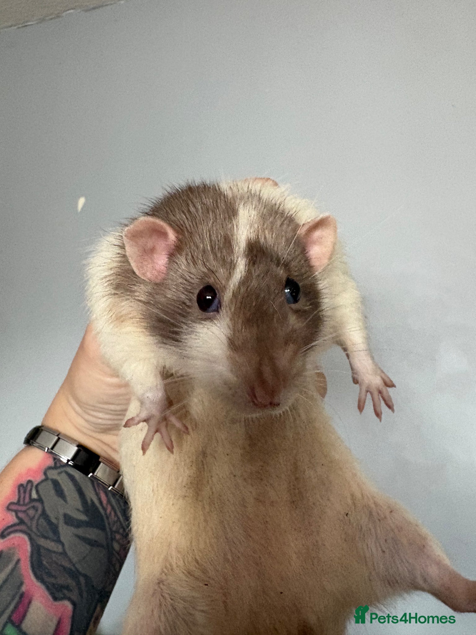 Rat rodents 4 male rats for rehome - Advert 2