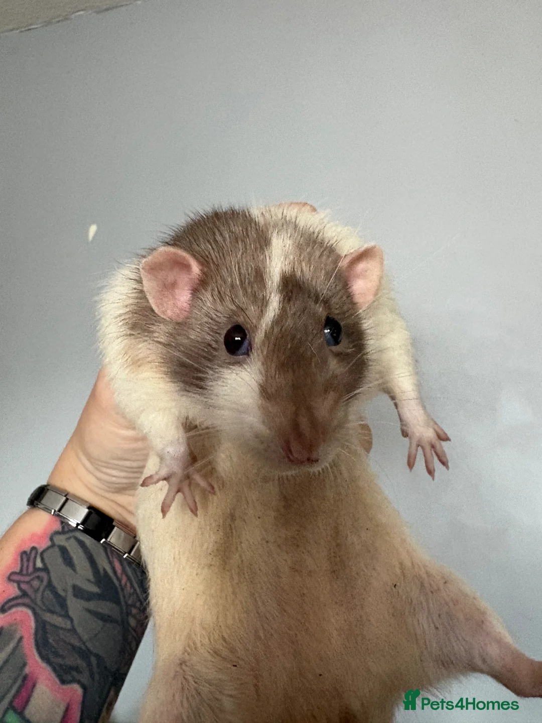 Rat rodents for sale: 4 male rats for rehome in Birmingham - Advert 1