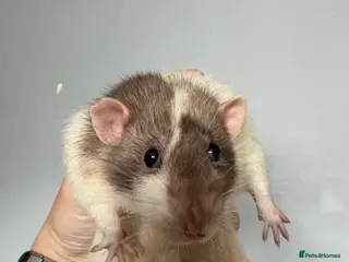 Rat rodents 4 male rats for rehome - Advert 2