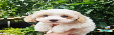 Shihpoo 4
