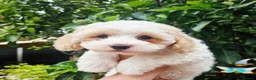 Shihpoo dogs for sale: ❤️Beautiful Shihpoo's❤️ - Advert 5