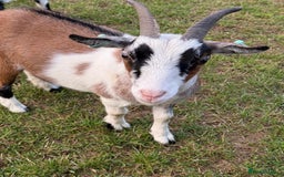 Goats livestock for sale: Pygmy Goats - Image 4