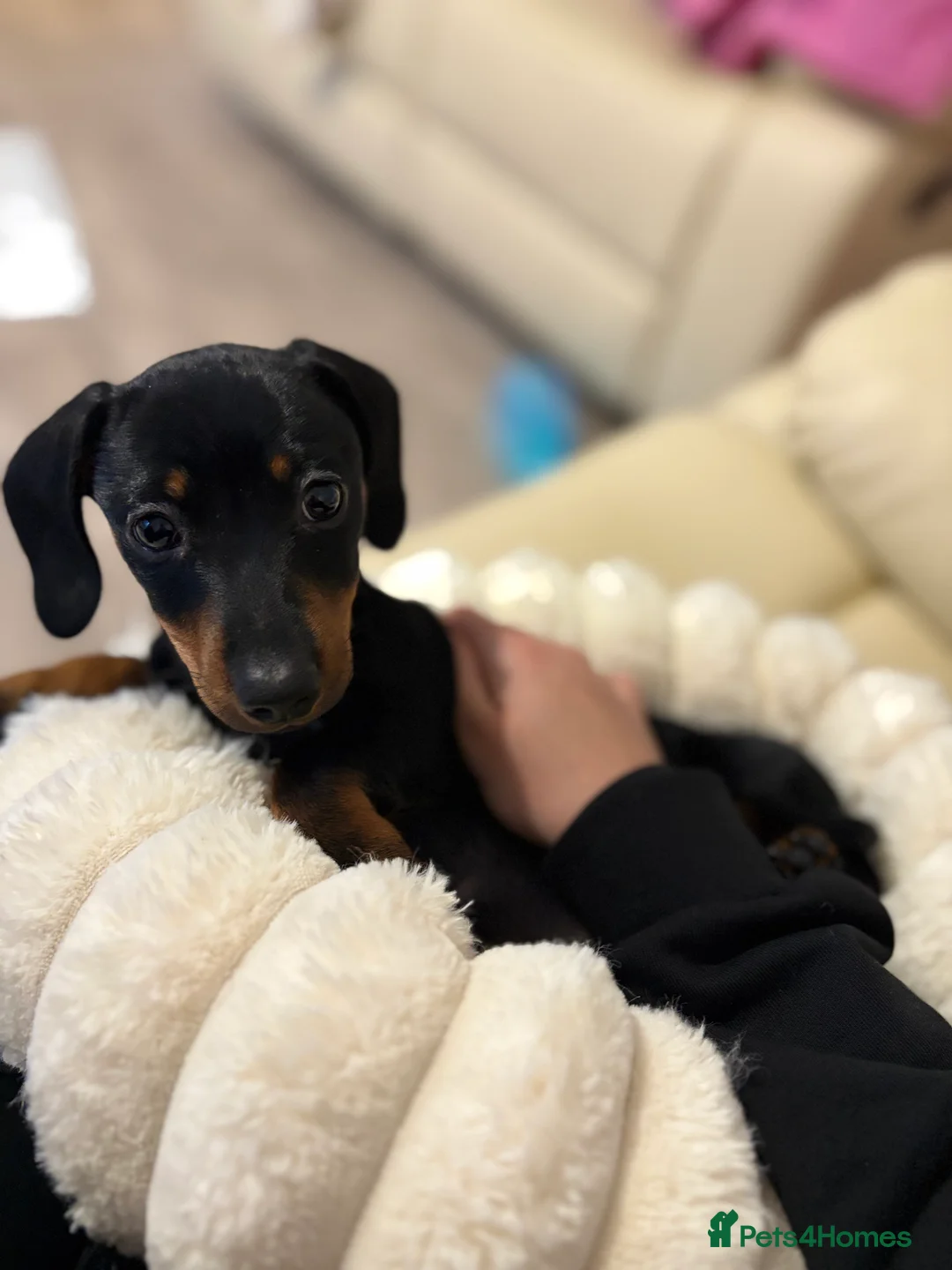 Dachshund dogs for sale: Little milo in Halifax - Advert 3