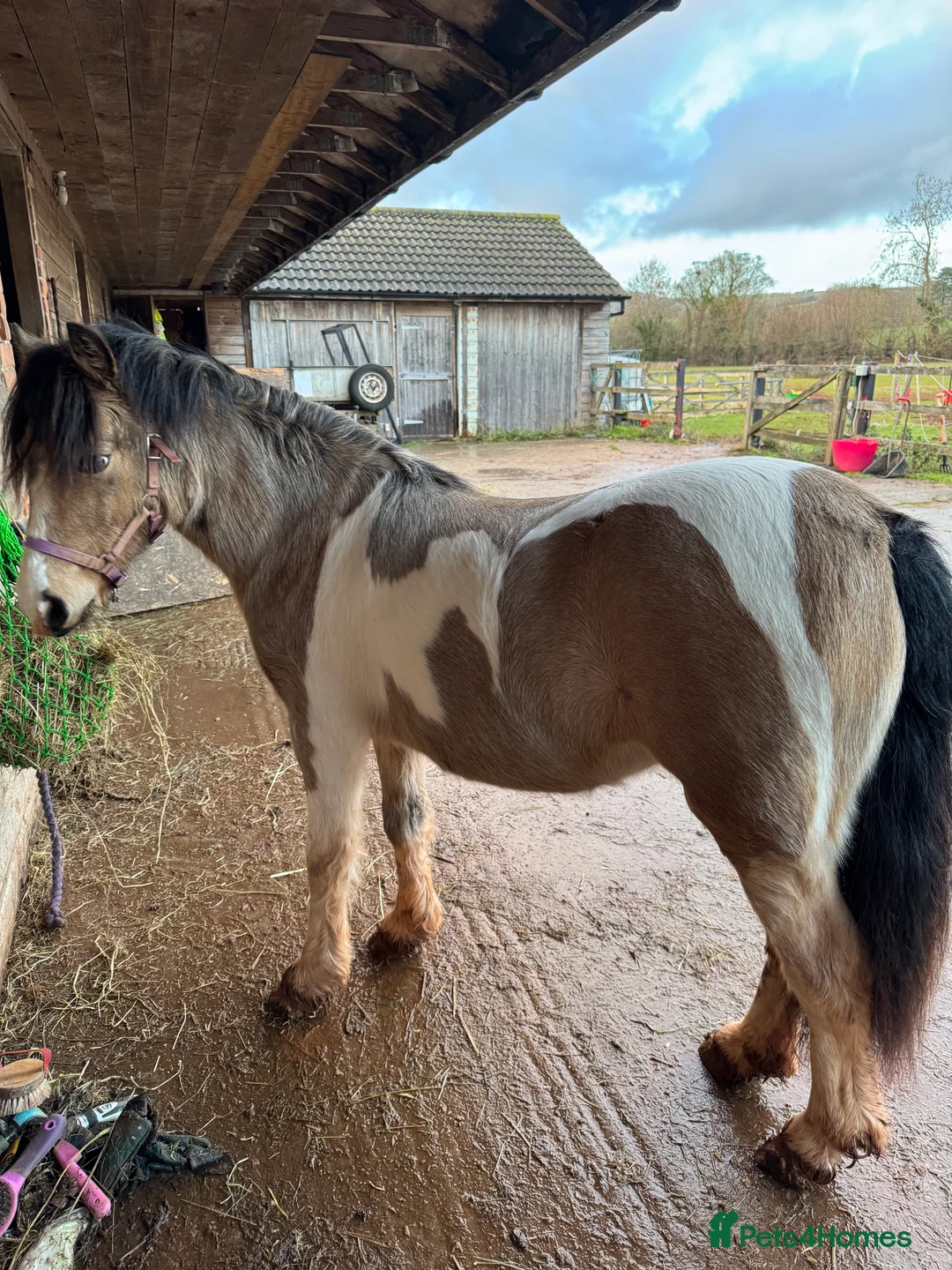 Welsh Section A horses for sale: Beautifully well marked Welsh P/B - Advert 20