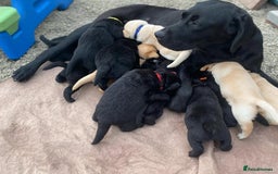 Labrador Retriever dogs for sale: Labrador Retriever Puppies - Image 8