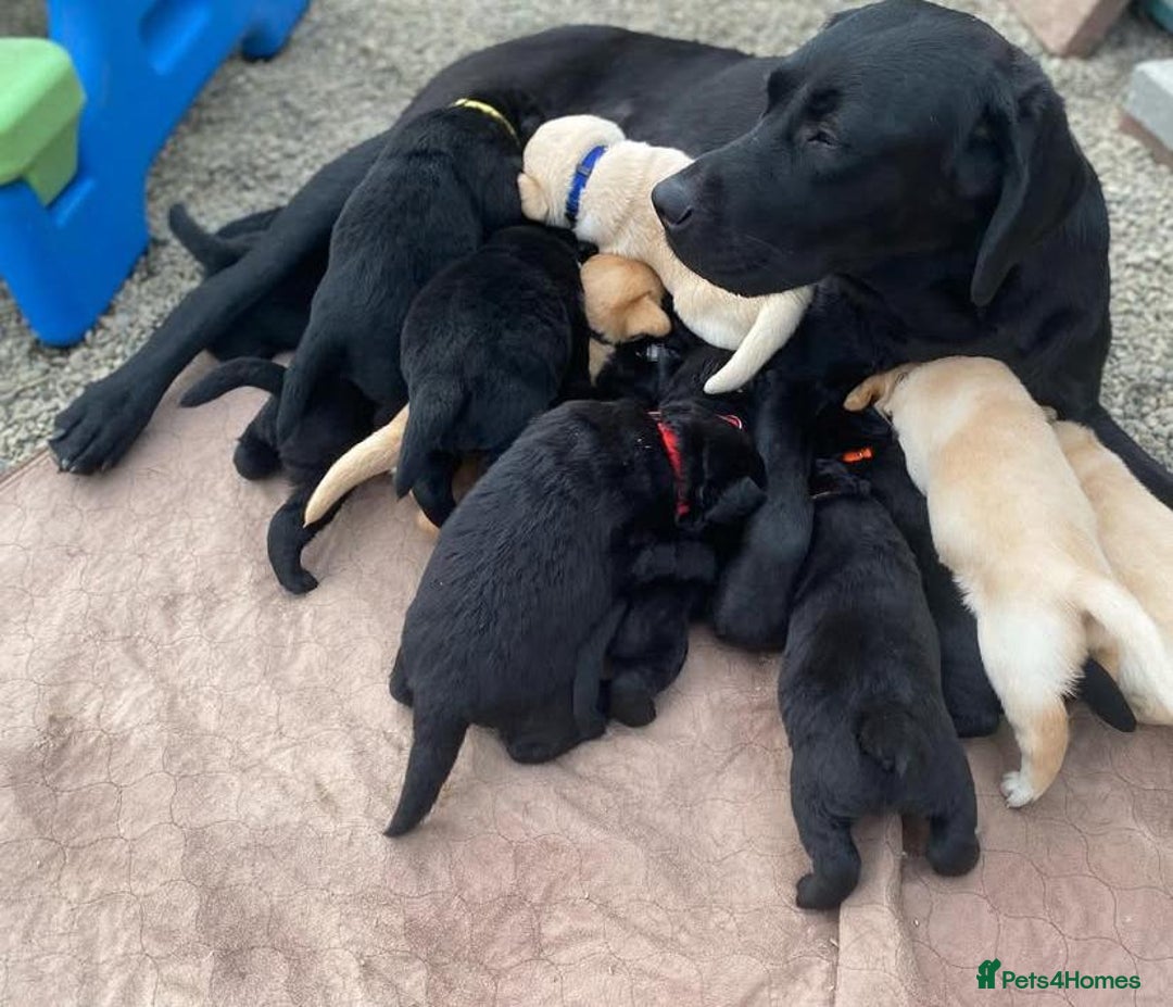 Labrador Retriever dogs for sale: Labrador Retriever Puppies - Image 8