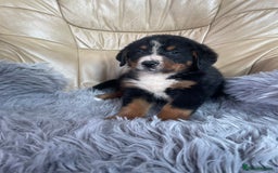 Bernese Mountain Dog dogs for sale: Stunning girls and boys  - Image 4