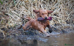 Golden Retriever dogs for sale: Beautiful KC working golden retriever puppies  - Image 11