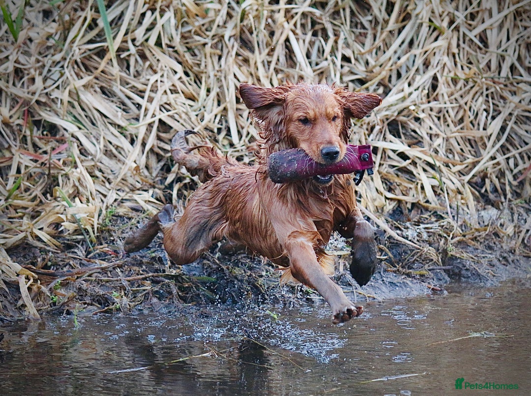 Golden Retriever dogs for sale: Beautiful KC working golden retriever puppies  - Image 11