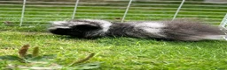 Guinea Pig rodents for sale: Swiss boar - Advert 1