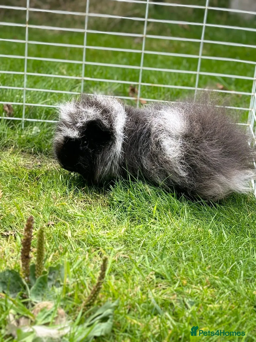 Guinea Pig rodents for sale: Swiss boar - Advert 1