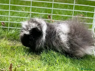 Guinea Pig rodents Swiss boar - Advert 15