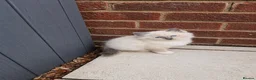 Ragdoll cats for sale: Blue Point Ragdolls | Celestial Litter - Advert 23