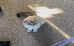 British Shorthair cats for sale: British shorthair white lilac shaded  - Image 3