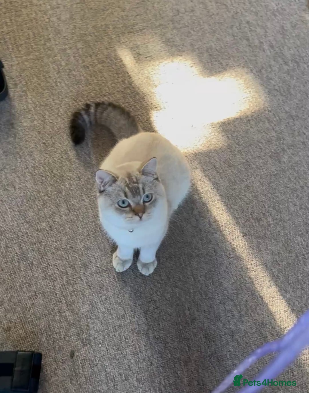 British Shorthair cats for sale: British shorthair white lilac shaded  - Image 3