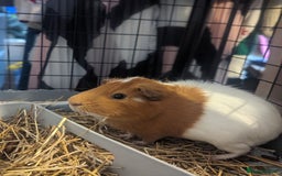Guinea Pig rodents for sale: 2 male guinea pigs - Image 2