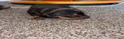 Dachshund dogs for sale: 4 beautiful boy pups looking for forever homes  - Advert 3