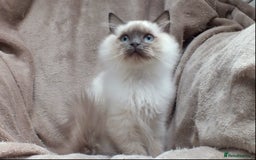Ragdoll cats for sale: GCCF REG PET KITTENS CHAMPION IMPORT BLOODLINES - Image 18
