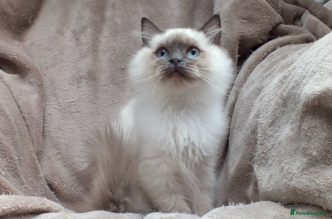 Ragdoll cats for sale: GCCF REG PET KITTENS CHAMPION IMPORT BLOODLINES - Image 18