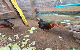 Chickens poultry for sale: Chickens  - Image 2