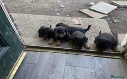 Rottweiler dogs for sale: 5 chunky pure pedigree Rottweiler pups - Image 25