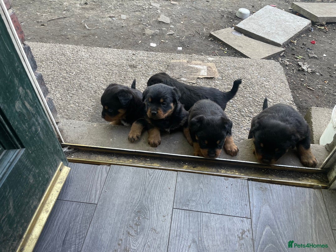 Rottweiler dogs for sale: 5 chunky pure pedigree Rottweiler pups - Image 25
