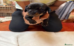 Dachshund dogs for sale: Smooth hair standard dachshunds - Image 8