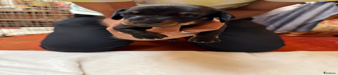 Dachshund Puppy 4