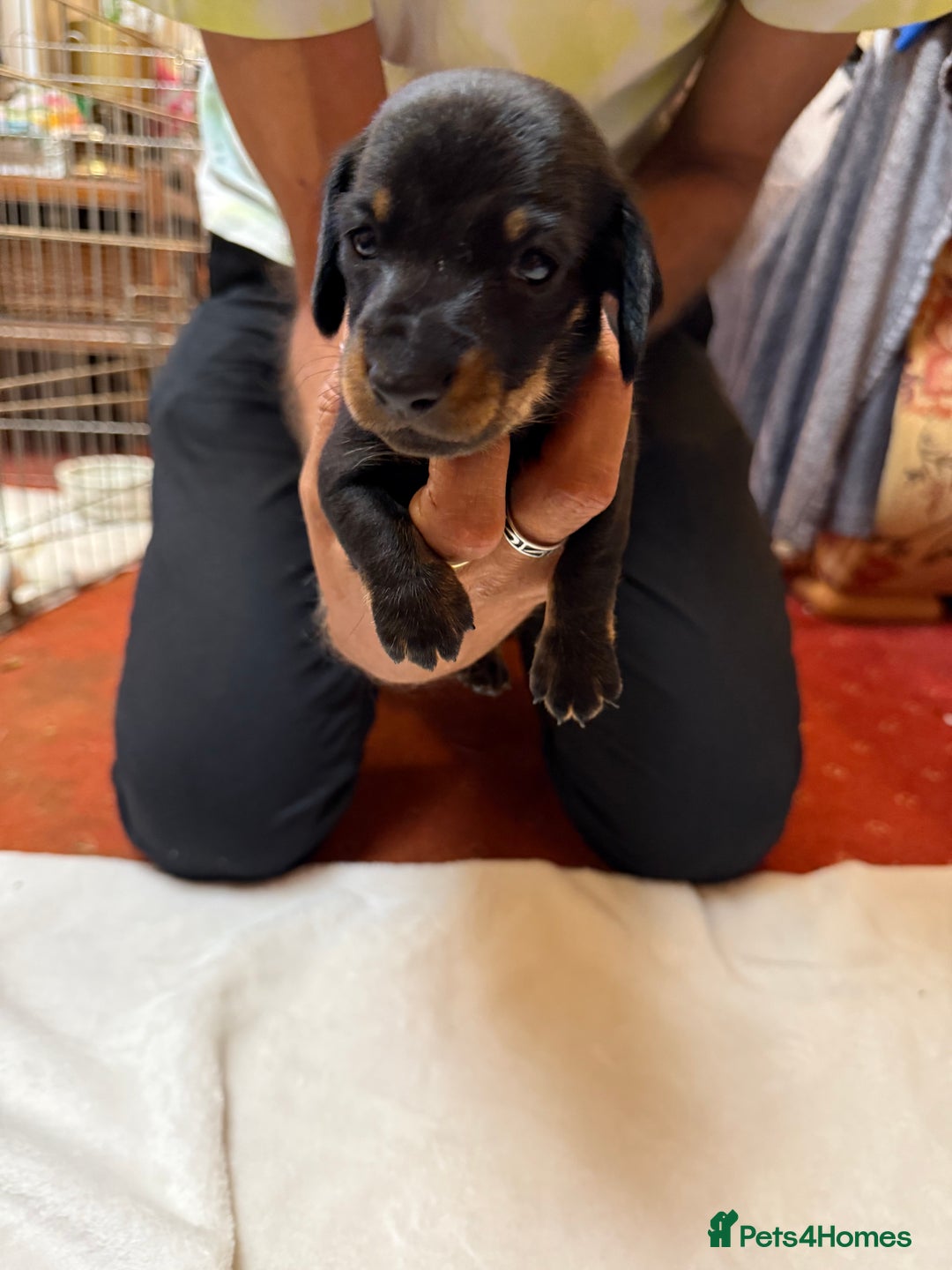 Dachshund dogs for sale: Smooth hair standard dachshunds - Image 8
