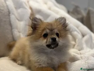Pomeranian dogs Adorable Pomeranian boy Available💫Coco - Advert 1