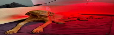 Hungarian Vizsla 4